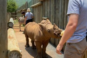 A baby rhino being bottle-fed